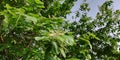 Terminalia arjunaPlant tree Royalty Free Stock Photo